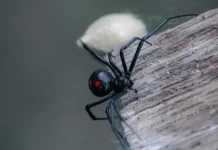 Исследование Ирландского национального университета в Голуэе объясняет силу яда Черной вдовы и Бразильского странствующего паука issledovanie irlandskogo naczionalnogo universiteta v goluee obyasnyaet silu yada chernoj vdovy i brazilskogo stranstvuyushhego pauka-stanural-ru-174790534400-0