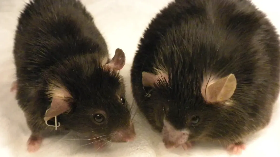 Исследование Юлии Тейксидор-Деулофеу из Гетеборгского университета о семаглутиде и Оземпике-0