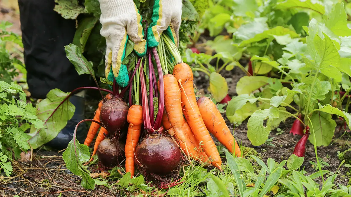 Народные приметы на 1 июня
