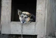 kurganskij gorodskoj sud vynes prigovor po delu o spasenii bima i zashhite zhivotnyh-stanural-ru-174739478200-0