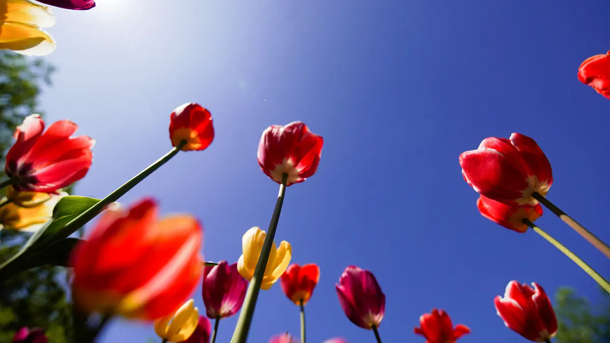 Фестиваль «Сады и цветы» приглашает прогуляться по ярким московским маршрутам