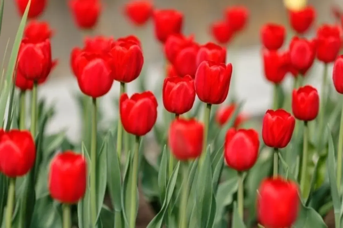 Летом более пяти гектаров в Екатеринбурге станут цветочной феерией-0