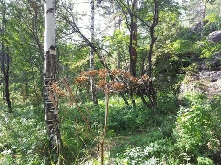 Курганцев предупредили о высокой пожарной опасности