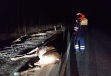 Меры безопасности на Серовском тракте после ДТП с лосем в Свердловской области mery bezopasnosti na serovskom trakte posle dtp s losem v sverdlovskoj oblasti-stanural-ru-174618453100-0