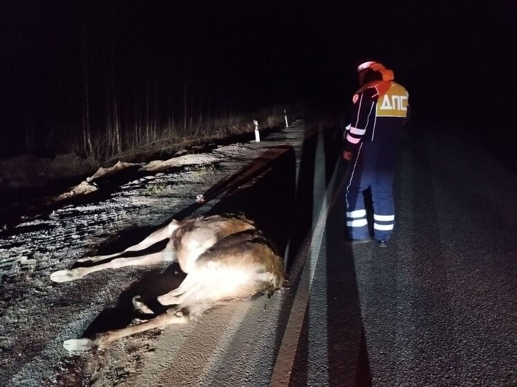 Два человека пострадали в ДТП с лосем на Серовском тракте