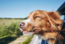 Михаил Шеляков и Алла Георгиева советуют, как путешествовать с питомцем mihail shelyakov i alla georgieva sovetuyut kak puteshestvovat s pitomczem-stanural-ru-174825541100-0