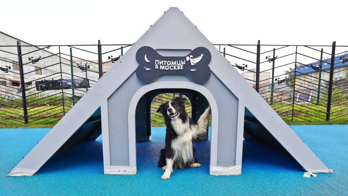 Сергунина: Участники столичного конкурса придумают талисман для проекта «Питомцы в Москве»