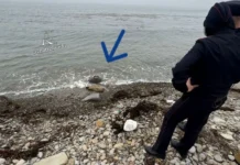 Полиция оперативно реагирует на находку на берегу бухты Патрокл во Владивостоке policziya operativno reagiruet na nahodku na beregu buhty patrokl vo vladivostoke-stanural-ru-174853615500-0