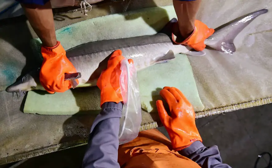 Росрыболовство продлевает защитные меры для осетровых в Каспийском море-0