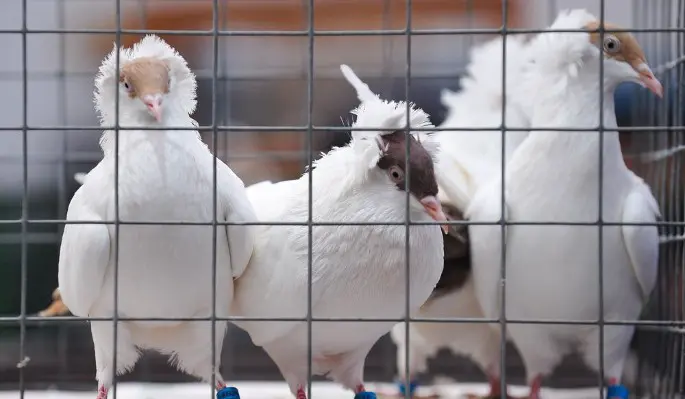 Роспотребнадзор: Риска заразиться птичьим гриппом у москвичей нет