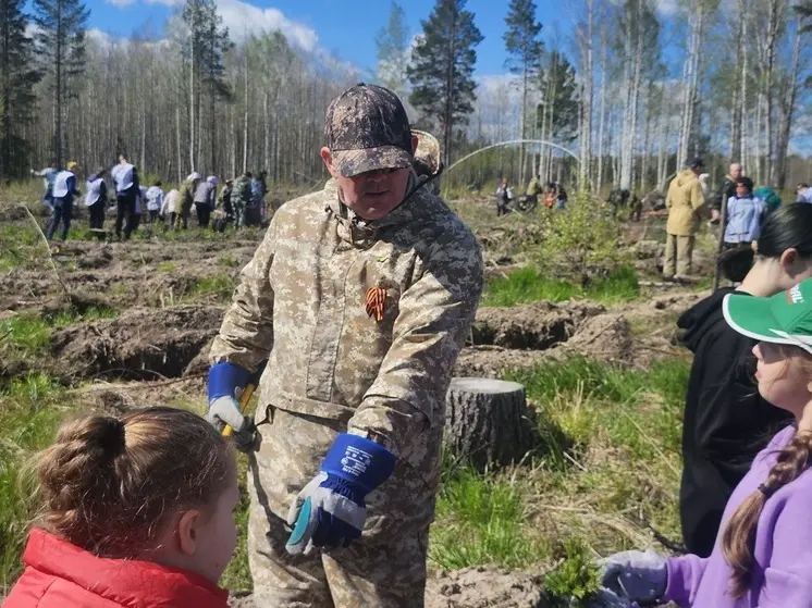 Свыше 15 тысяч саженцев сибирской ели высадили в Свердловской области