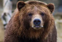 Словения и программа Life Ursus о сосуществовании людей и медведей sloveniya i programma o sosushhestvovanii lyudej i medvedej-stanural-ru-174868570700-0