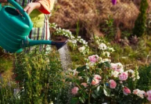 speczialisty i nikita chaplin dali sovety po uhodu za sadom v iyune-stanural-ru-174860223500-0