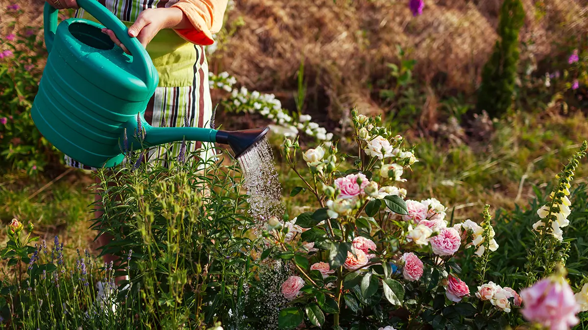Специалисты составили памятку по уходу за растениями в июне