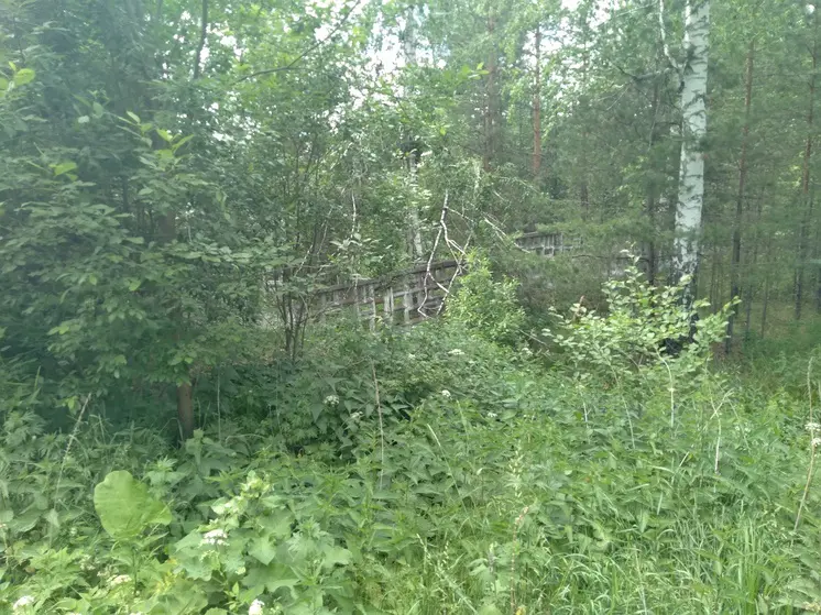 14 человек госпитализировано с клещевым энцефалитом в Свердловской области