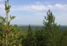 Свердловские добровольцы завершили поиски Дмитрия Б. в посёлке Безречный sverdlovskie dobrovolczy zavershili poiski dmitriya b v posyolke bezrechnyj-stanural-ru-174857618400-0