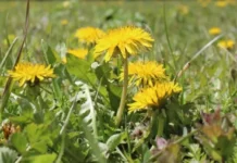 Уралгидрометцентр прогнозирует до +22°C для Среднего Урала uralgidrometczentr prognoziruet do 22 dlya srednego urala-stanural-ru-174729041900-0