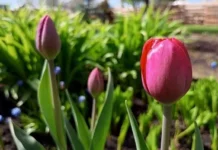 Уралгидрометцентр прогнозирует теплые солнечные выходные в Свердловской области uralgidrometczentr prognoziruet teplye solnechnye vyhodnye v sverdlovskoj oblasti-stanural-ru-174737967500-0