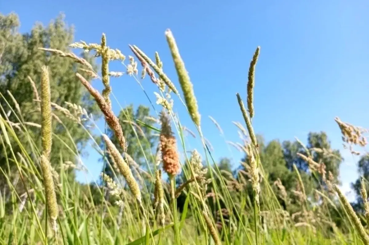 Уралгидрометцентр прогнозирует яркое лето в Екатеринбурге и области-0