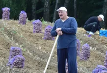 vladimir putin i aleksandr lukashenko obsudili eksport belorusskoj kartoshki-stanural-ru-174834875800-0
