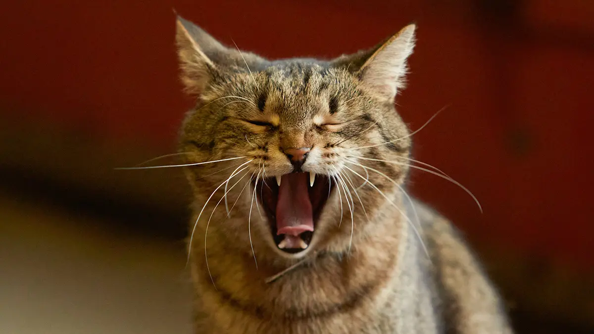 Как правильно ухаживать за кошками в жару