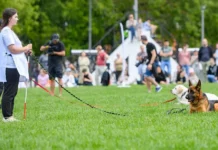 festival sobaka drug na sluzhbe otechestvu obedinyaet zhitelej moskvy-stanural-ru-0