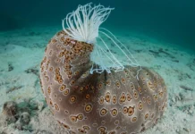 Гепаран-6-О-эндосульфатаза 2 из морских огурцов помогает в борьбе с раком geparan6oendosulfataza 2 iz morskih ogurczov pomogaet v borbe s rakom-stanural-ru-0