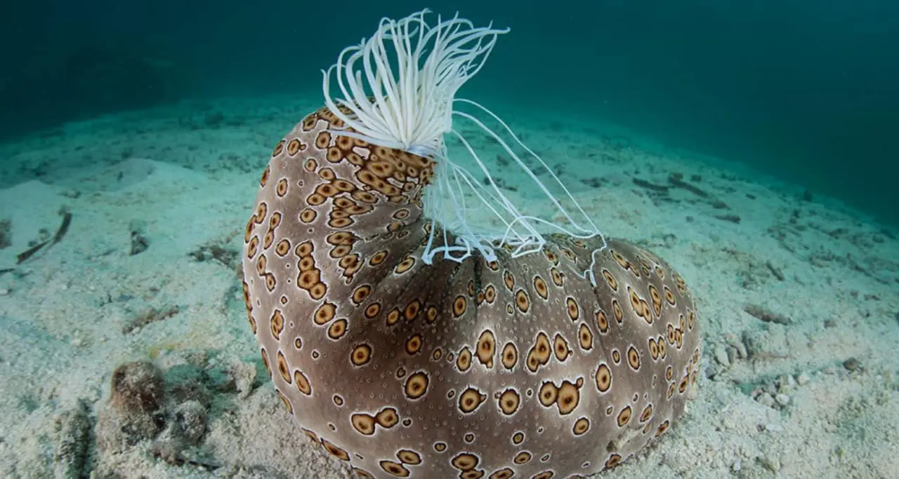 Гепаран-6-О-эндосульфатаза 2 из морских огурцов помогает в борьбе с раком-0