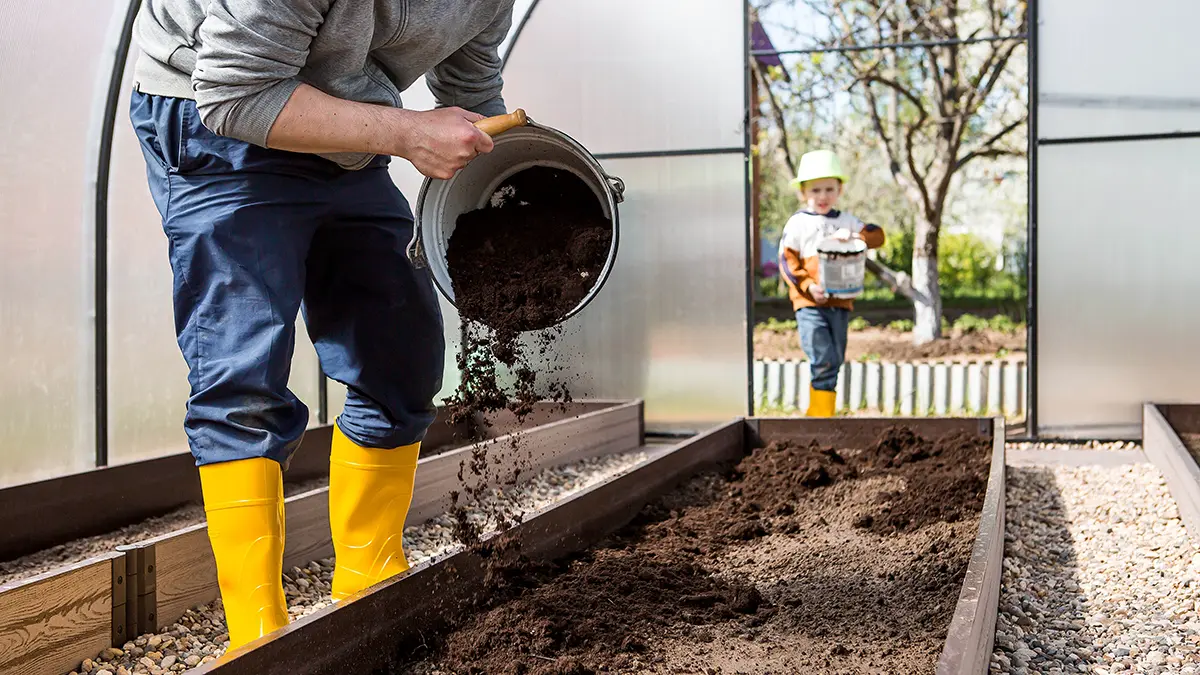 Какие растения наиболее восприимчивы к холоду летом