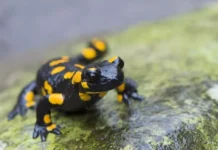 issledovanie evana tumi i lizy shulte o salamandrah i klimate-stanural-ru-0