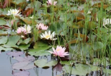 Ольга Уланкина объясняет, как безопасно купаться и избежать церкариоза olga ulankina obyasnyaet kak bezopasno kupatsya i izbezhat czerkarioza-stanural-ru-174895521400-0