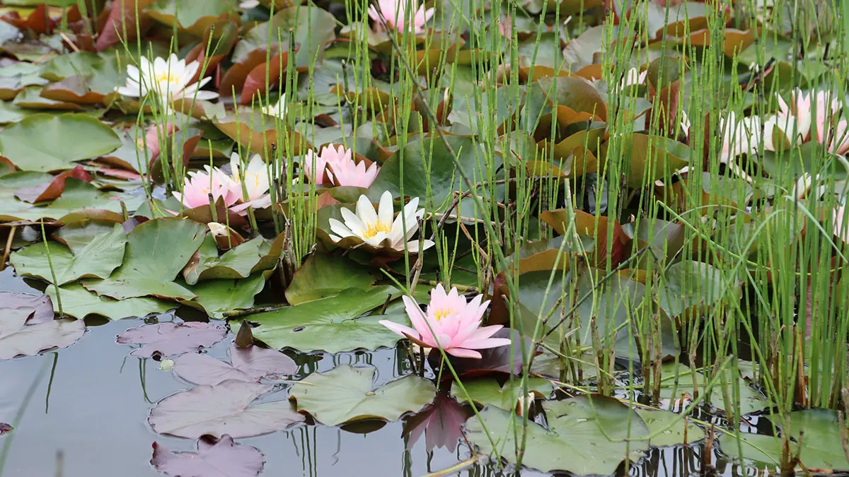 Врач Уланкина напомнила об опасности купания в неразрешенных водоемах