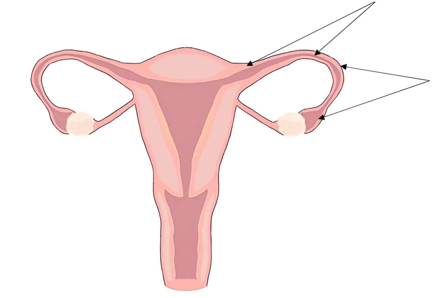 Пермский Политех и ученые Вагнера изучают норму асимметрии яичников-0