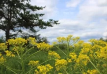 prognoz pogody dlya ekaterinburga i sverdlovskoj oblasti vklyuchaet solnechnye dni i dozhdi-stanural-ru-174893638300-0