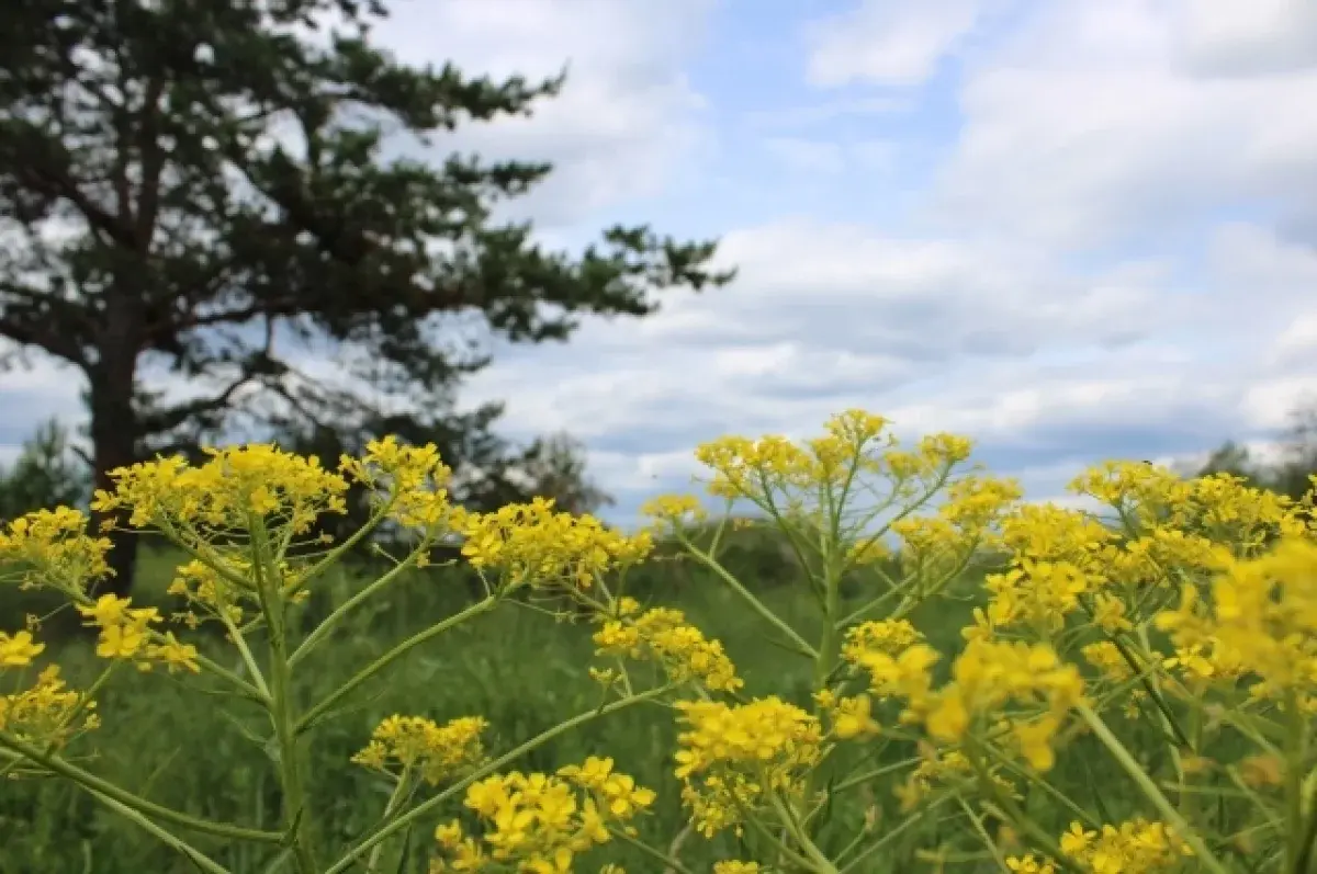 Прогноз погоды для Екатеринбурга и Свердловской области включает солнечные дни и дожди-0