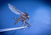 sovety dermatologa natalii gajdash dlya zdorovya posle ukusov komarov-stanural-ru-174876061500-0