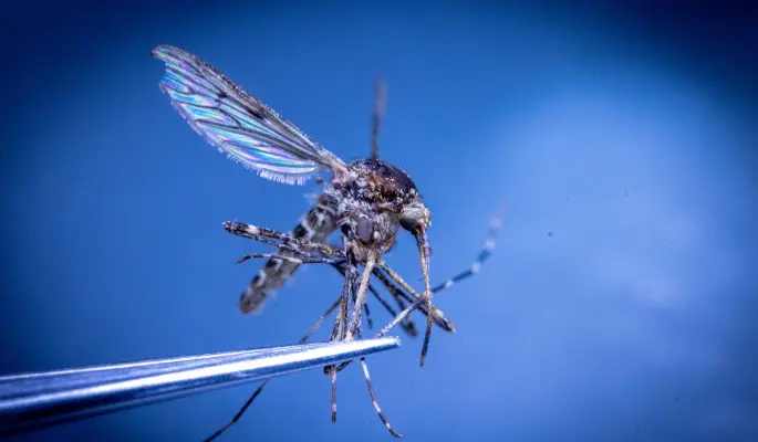 Почему нельзя расчесывать комариные укусы – отвечает дерматолог