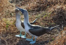 Университет Рединга и МСОП предлагают решение для сохранения мира птиц universitet redinga i msop predlagayut reshenie dlya sohraneniya mira pticz-stanural-ru-0