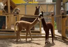 v moskovskom zooparke poyavilis alpaka ot kasablanki bleki i drugih-stanural-ru-0