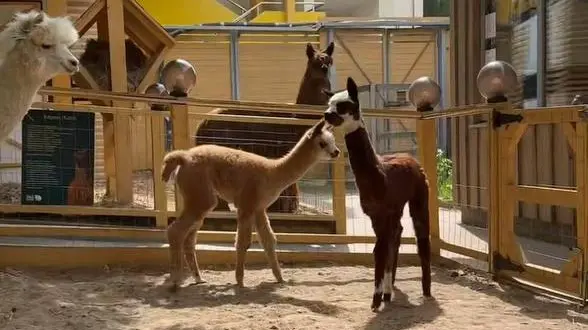 Два детеныша альпака родились в Московском зоопарке