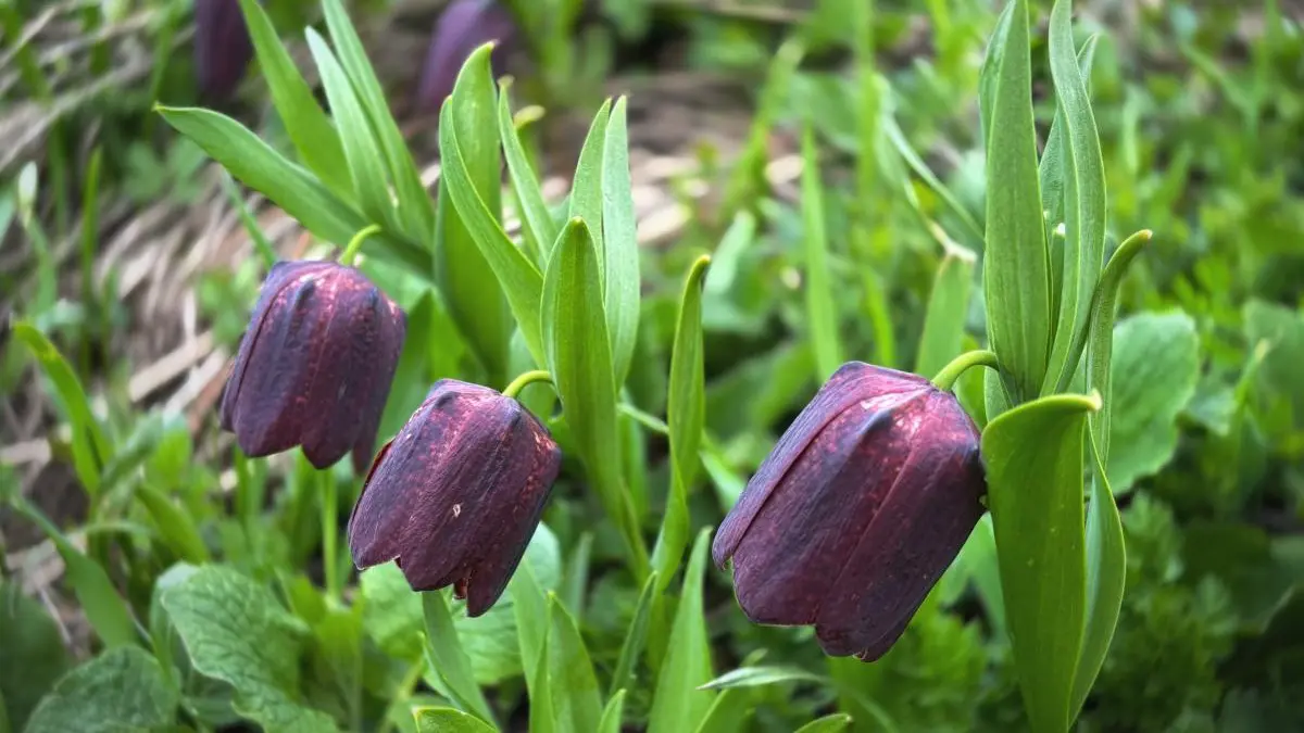 «Черные тюльпаны» расцвели в горах Сочи