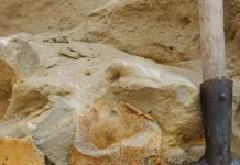 abdulgapur kerimov i evgenij sokolenko nashli drevnyuyu cherepahu dlya muzeya stavropolya-stanural-ru-0