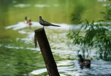 Эксперт Марат Фаррахов о безопасном купании при церкариозе ekspert marat farrahov o bezopasnom kupanii pri czerkarioze-stanural-ru-0