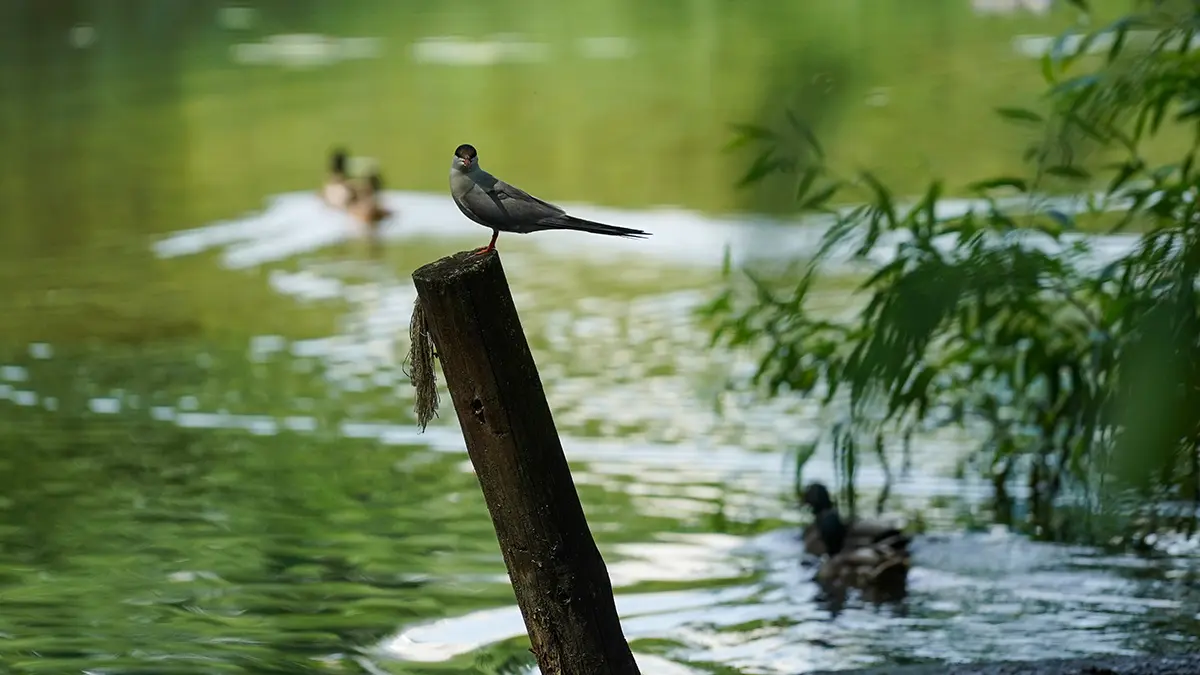 Чем опасно купание в открытых водоемах