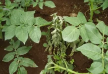 Гитта Кокер и команда UC Davis работают над стратегией борьбы с Ralstonia solanacearum gitta koker i komanda rabotayut nad strategiej borby s -stanural-ru-0