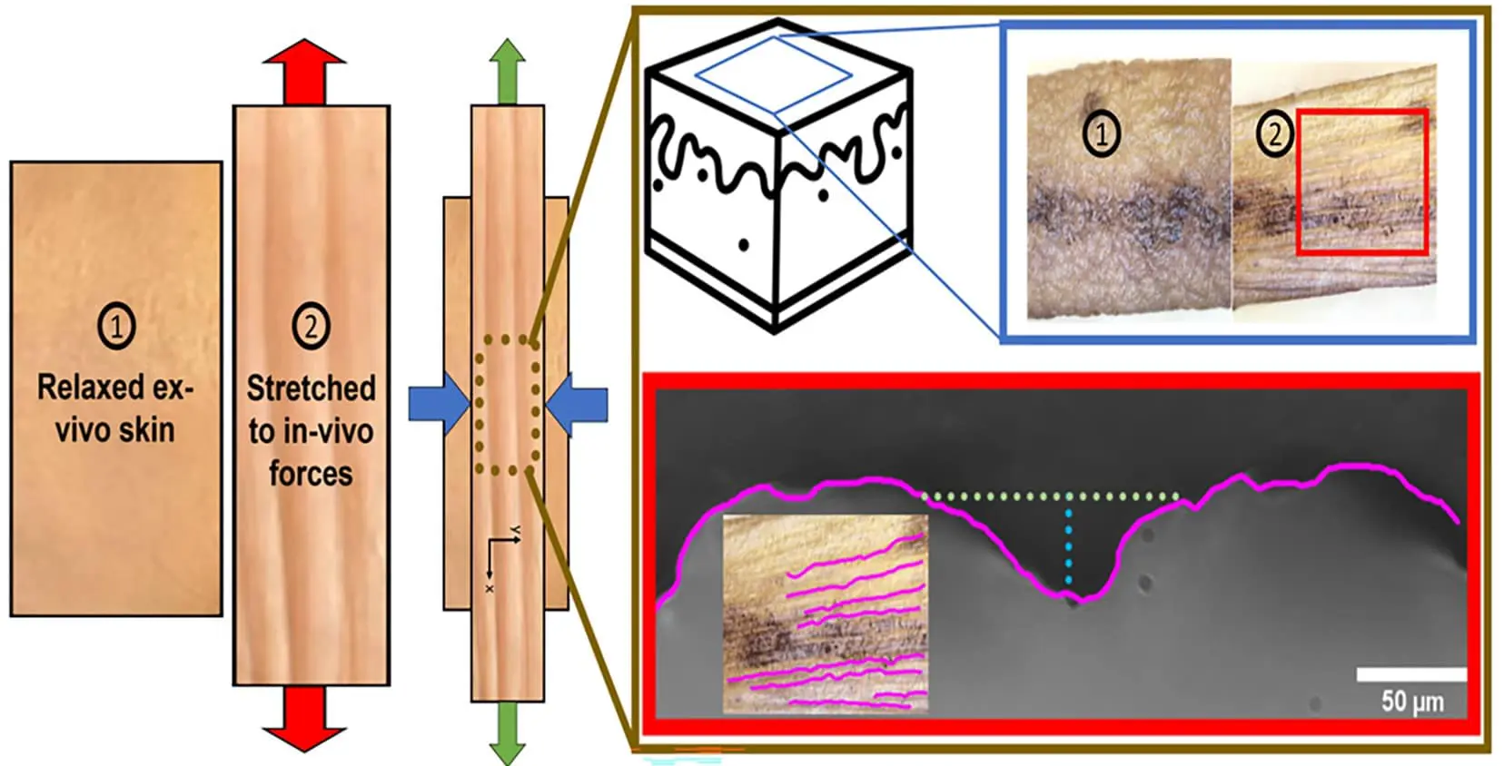Научное объяснение появления морщин от Бингемтонского университета-0