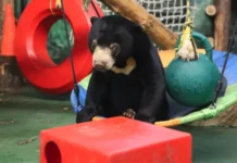 onlajnvstrecha s trogatelnymi medvezhatami mashej zvezdochkoj i luchikom-stanural-ru-0