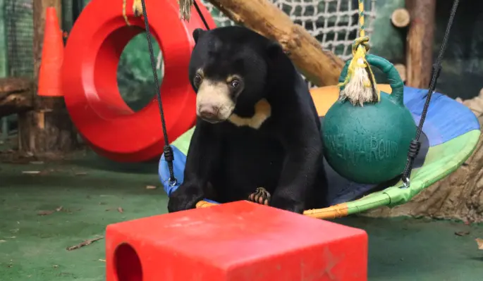 За малайскими медвежатами из Московского зоопарка теперь можно наблюдать онлайн