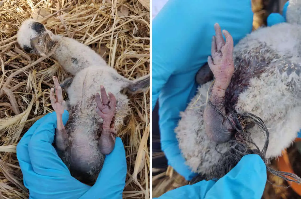 Пластик и Mars представляют угрозу для белых аистов в Университете Восточной Англии-0