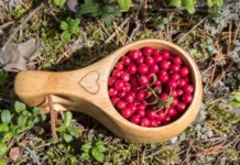 Специалисты СПбГУ разработали экстракт брусники с бетаином и кислотой speczialisty spbgu razrabotali ekstrakt brusniki s betainom i kislotoj-stanural-ru-0